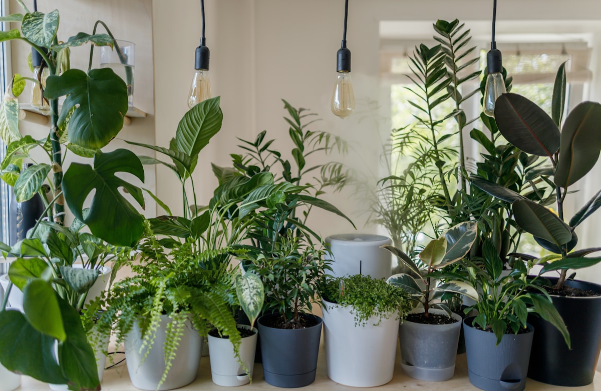 Person arranging indoor plants on a balcony in Dhaka