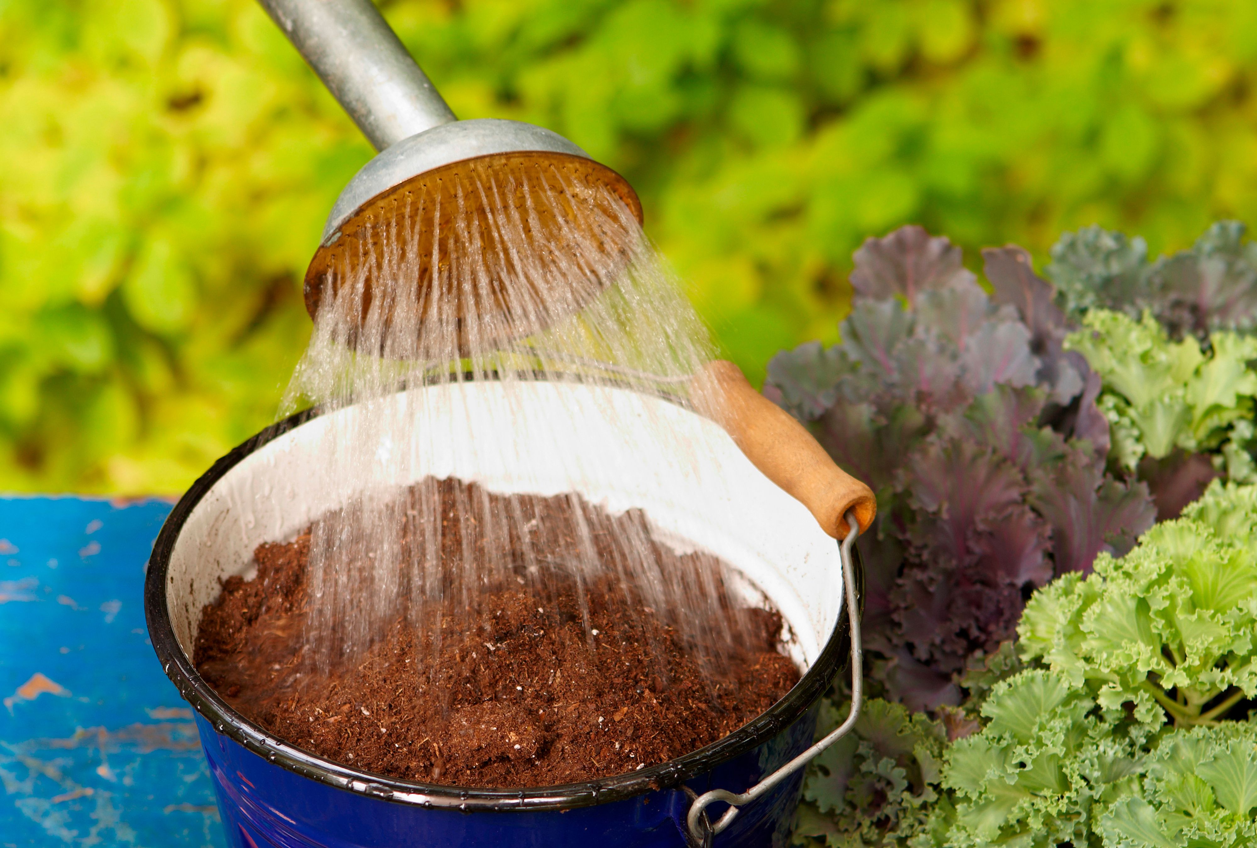 Watering can and soil mix
