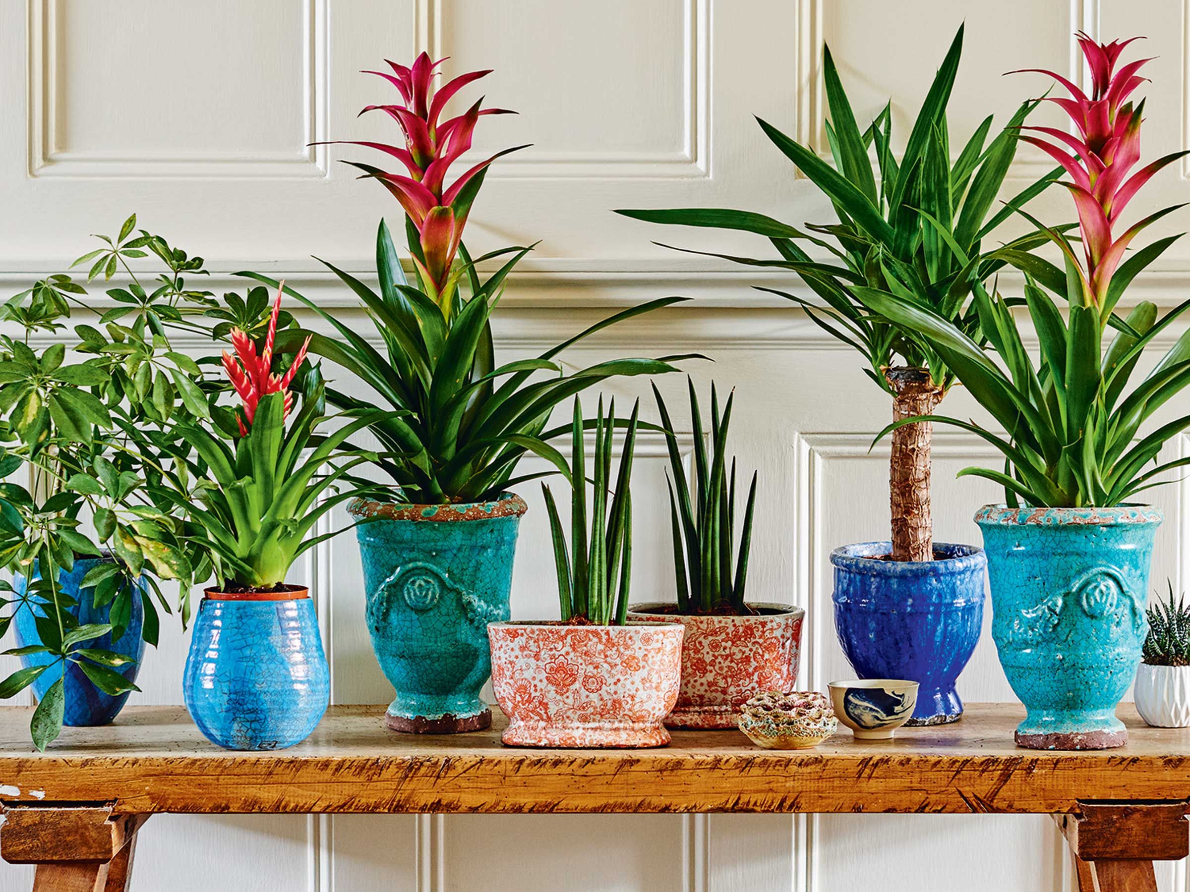 Beautiful indoor plant setup with aesthetic pots